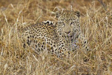 Afrika, Namibia, Leopard im Gras liegend - FOF002490