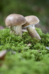 Deutschland, Niederbayern, Steinpilz wächst im Wald - MAEF002469