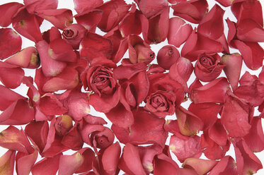 Red rose petals on white background - ASF004163