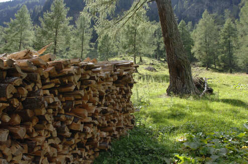 Österreich, Lungau, Liegnitztal, Brennholzstapel im Wald - ASF004231