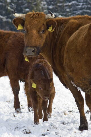 Deutschland, Rind und Kalb mit beschrifteten Ohren im Schnee, lizenzfreies Stockfoto