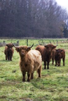 Germany, Harz, Long haired cattles on field - HKF000279