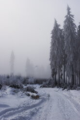 Deutschland, Harz, Straße mit Tannenwald im Winter - HKF000280