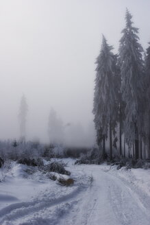 Germany, Harz, Road with fir forest in winter - HKF000280