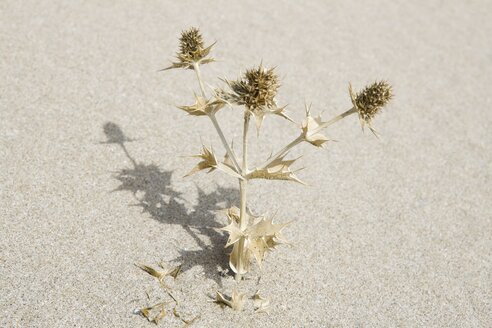 Türkei, Izmir, Blick auf eine abgestorbene Distelpflanze im Sand - HKF000291