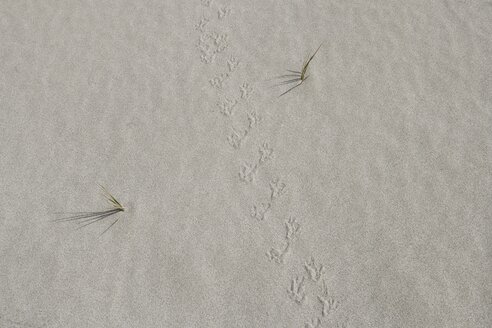 Turkey, Izmir, View of bird's claw marks on sand - HKF000292