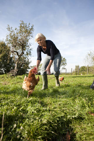 Germany, Saxony, Senior woman trying to catch hens at the farm stock photo