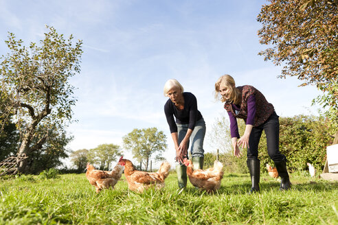 Deutschland, Sachsen, Frauen versuchen gemeinsam, Hühner auf dem Bauernhof zu fangen - MBF001041