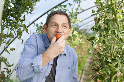 Deutschland, Sachsen, Älterer Mann probiert Tomate auf dem Bauernhof - MBF001062