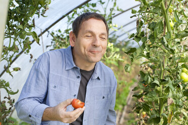 Deutschland, Sachsen, Älterer Mann probiert Tomate auf dem Bauernhof - MBF001063