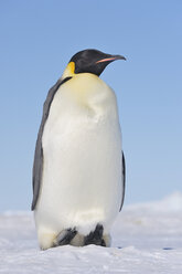 Antarktis, Antarktische Halbinsel, Kaiserpinguin stehend auf Schneehügelinsel - RUEF000528