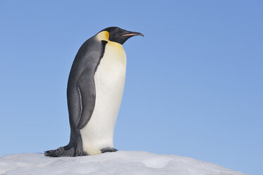 Antarktis, Antarktische Halbinsel, Kaiserpinguin stehend auf Schneehügelinsel - RUEF000467