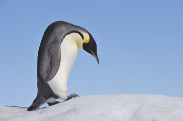 Antarktis, Antarktische Halbinsel, Kaiserpinguin klettert auf Snow Hill Island - RUEF000468