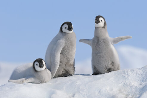 Antarctica, Antarctic Peninsula, Emperor penguin chicks on snow hill island - RUEF000470