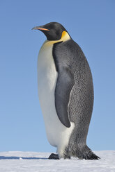 Antarktis, Antarktische Halbinsel, Kaiserpinguin stehend auf Schneehügelinsel - RUEF000474