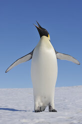 Antarktis, Antarktische Halbinsel, Kaiserpinguin stehend auf Schneehügelinsel - RUEF000478