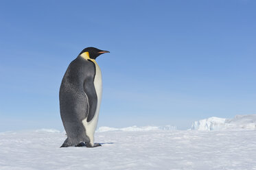 Antarktis, Antarktische Halbinsel, Kaiserpinguin auf der Schneehügelinsel - RUEF000480