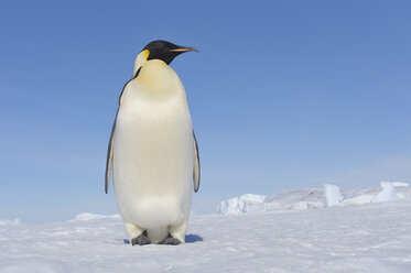 Antarktis, Antarktische Halbinsel, Kaiserpinguin stehend auf Schneehügelinsel - RUEF000481