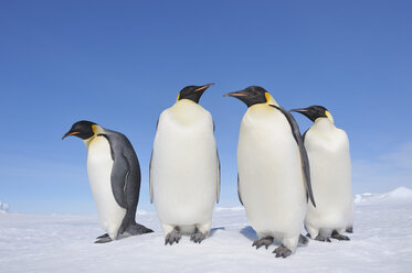 Antarktis, Antarktische Halbinsel, Kaiserpinguine auf der Schneehügelinsel - RUEF000482