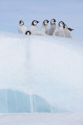 Antarktis, Antarktische Halbinsel, Kaiserpinguinküken auf Snow Hill Island - RUEF000483