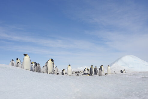 Antarktis, Antarktische Halbinsel, Kaiserpinguine mit Küken auf Snow Hill Island - RUEF000484