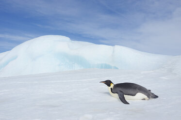 Antarktis, Antarktische Halbinsel, Kaiserpinguine auf der Schneehügelinsel liegend - RUEF000485