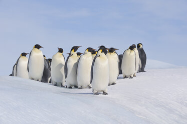 Antarktis, Antarktische Halbinsel, Kaiserpinguine auf der Schneehügelinsel - RUEF000486