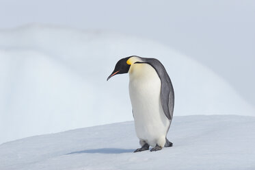 Antarktis, Antarktische Halbinsel, Kaiserpinguine auf der Schneehügelinsel - RUEF000487