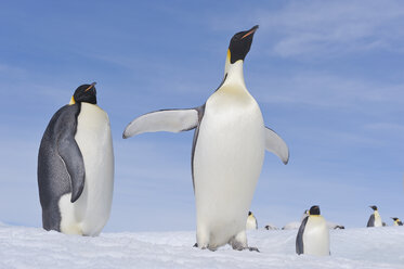 Antarktis, Antarktische Halbinsel, Kaiserpinguine auf der Schneehügelinsel - RUEF000488