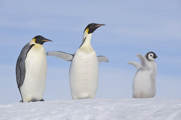 Antarktis, Antarktische Halbinsel, Kaiserpinguine mit Küken auf Snow Hill Island - RUEF000489