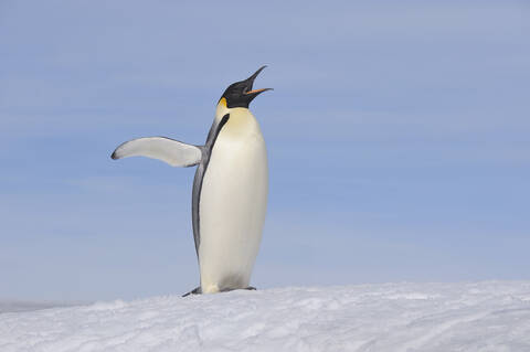 Antarktis, Antarktische Halbinsel, Kaiserpinguin stehend mit ausgebreiteten Flügeln auf einer Schneehügelinsel, lizenzfreies Stockfoto