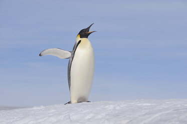 Antarktis, Antarktische Halbinsel, Kaiserpinguin stehend mit ausgebreiteten Flügeln auf einer Schneehügelinsel - RUEF000490