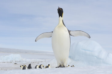 Antarktis, Antarktische Halbinsel, Kaiserpinguine mit Küken auf Snow Hill Island - RUEF000492