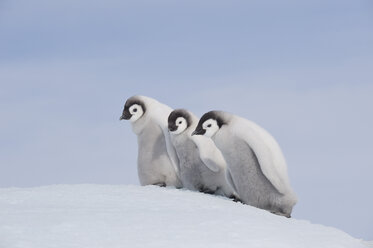 Antarktis, Antarktische Halbinsel, Kaiserpinguinküken auf Snow Hill Island - RUEF000495