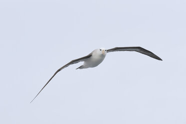 Antarktis, Drake-Passage, Schwarzbrauenalbatros im Flug - RUEF000516