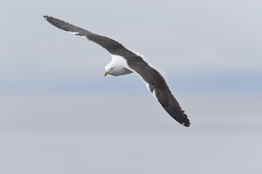 Südamerika, Argentinien, Ushuaia, Tierra Del Fuego, Seemöwe fliegt in den Himmel - RUEF000520