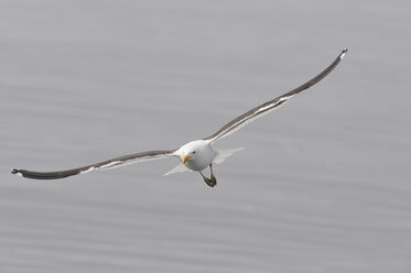 South America, Argentina, Ushuaia, Tierra Del Fuego, Kelp gull flying over water - RUEF000521