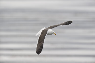 Südamerika, Argentinien, Ushuaia, Feuerland, Seemöwe im Flug über Wasser - RUEF000522