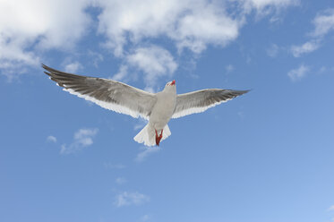 Südamerika, Argentinien, Ushuaia, Tierra Del Fuego, Delphinmöwe fliegt in den Himmel - RUEF000524