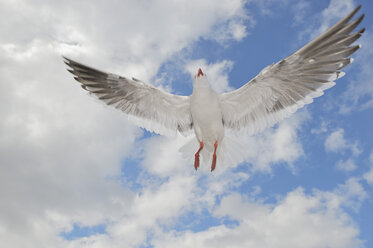 Südamerika, Argentinien, Ushuaia, Tierra Del Fuego, Delfinmöwe fliegt am Himmel - RUEF000525