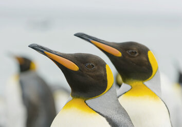 Antarktis, Königspinguine - WBF000176