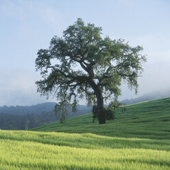 USA, Kalifornien, Ansicht eines Laubbaums mit Bergen im Hintergrund - WBF000130