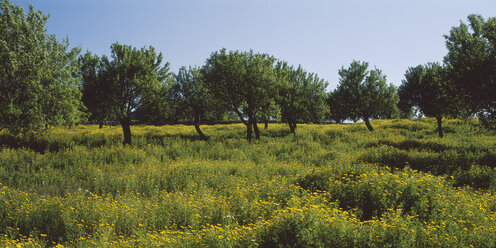 Spanien, Mallorca, Blick auf Mandelbäume in einer Blumenwiese - WBF000138