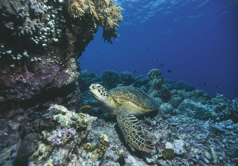 Meeresschildkröte am Korallenriff - WBF000188