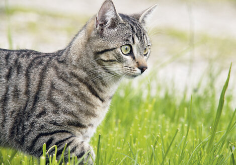 Deutschland, Katze auf der Wiese - WBF000207