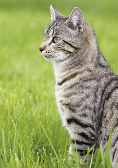 Deutschland, Katze auf der Wiese sitzend - WBF000208