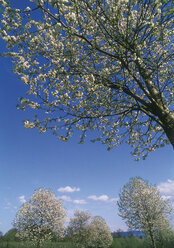 Austria, View of flowering tree - WBF000238