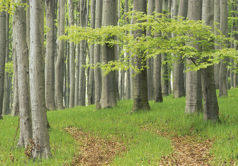 Österreich, Blick auf den Wald im Frühling - WBF000239