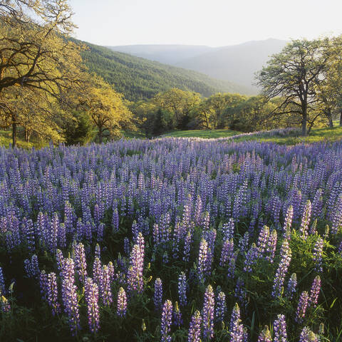 Neuseeland, Ansicht von Lupinen auf einer Wiese, lizenzfreies Stockfoto