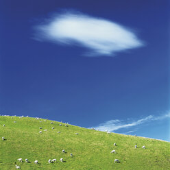 Flock of sheep grazing in landscape - WBF000277